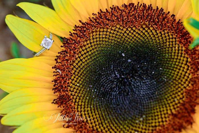 Miami Sunflower Engagement Photos-16